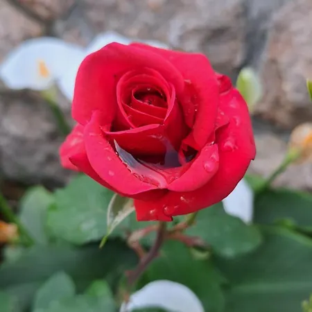 Tomic בית הארחה 3*