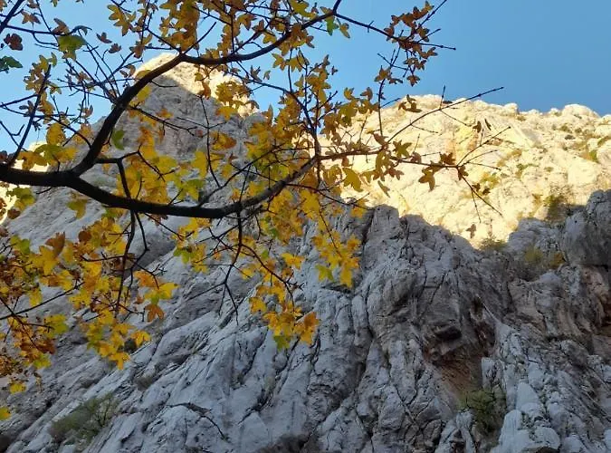 Tomic Πανσιόν Seline