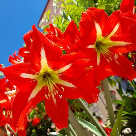 Tomic بيت ضيافة