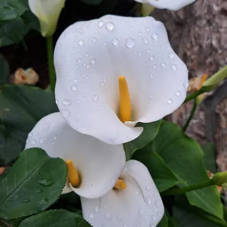 بيت ضيافة Tomic سيلين